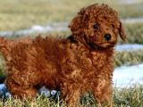 Aşili Karneli̇ Poodle Bebekler