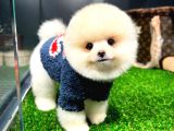 Ayı Surat Pomeranian Boo Yavrularımız