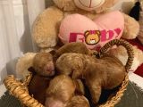 Ev Ortamında Büyüyen Toypoodle Bebekler
