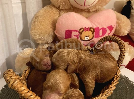 Ev Ortamında Büyüyen Toypoodle Bebekler görsel