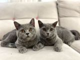 Gri Brtish Shorthair Erkek Yavrular