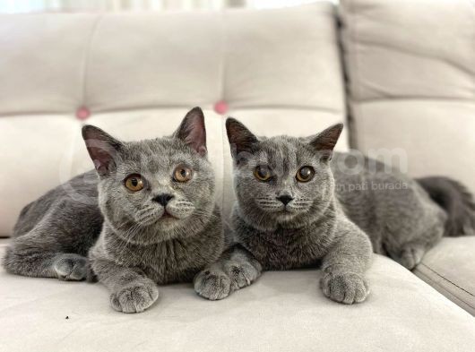 Gri Brtish Shorthair Erkek Yavrular