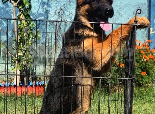 Secereli̇ Alman Çoban Köpeği̇ Yavrumuz görsel