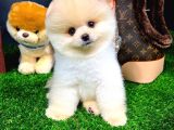 Ayı Surat Pomeranian Boo Yavrularımız