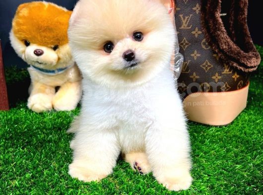Ayı Surat Pomeranian Boo Yavrularımız görsel