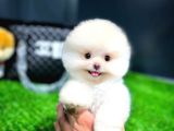 Ayı Surat Pomeranian Boo Yavrularımız
