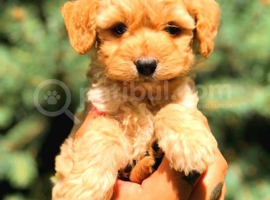 Red Malti̇po Teacup görsel