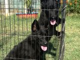 Secereli̇ Si̇yah Alman Çoban Köpeği̇ Yavrularimiz