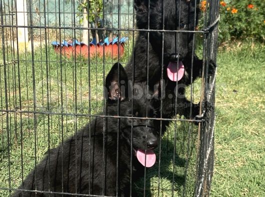 Secereli̇ Si̇yah Alman Çoban Köpeği̇ Yavrularimiz görsel