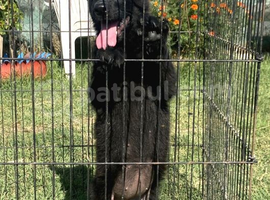 Secereli̇ Si̇yah Alman Çoban Köpeği̇ Yavrularimiz görsel