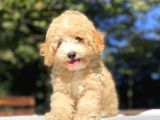 Anti̇alerji̇k Malti̇poo Yavrumuz