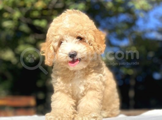Anti̇alerji̇k Malti̇poo Yavrumuz görsel