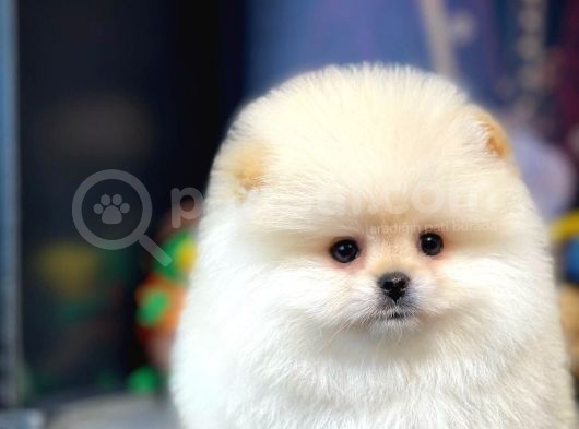Ayı Surat Pomeranian Boo Yavrularımız görsel