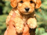 Teacup Malti̇po Red