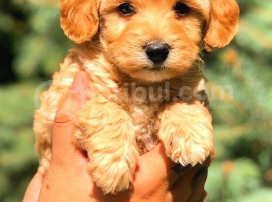 Teacup Malti̇po Red görsel