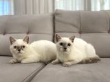 Blue Point British Shorthair Dişi Ve Erkek
