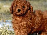 Aşili Karneli̇ Poodle Bebekler
