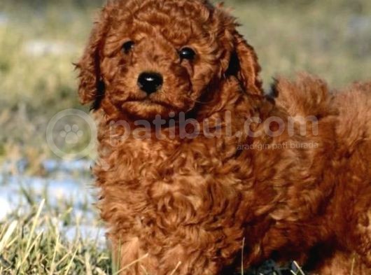Aşili Karneli̇ Poodle Bebekler görsel