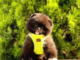 Safkan Teddy Bear Pomeranian Boo Yavrularımız