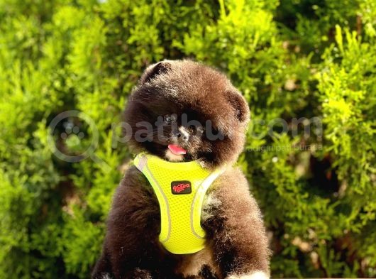 Safkan Teddy Bear Pomeranian Boo Yavrularımız görsel