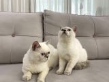 Blue Point British Shorthair Dişi Ve Erkek