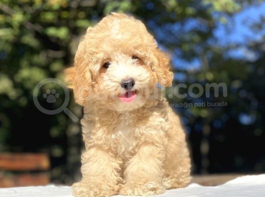 Anti̇alerji̇k Malti̇poo Yavrumuz