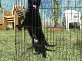Secereli̇ Si̇yah Alman Çoban Köpeği̇ Yavrularimiz