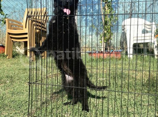 Secereli̇ Si̇yah Alman Çoban Köpeği̇ Yavrularimiz görsel