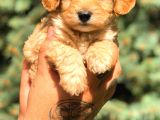 Teacup Malti̇po Red