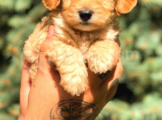 Teacup Malti̇po Red görsel