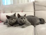 Gri Brtish Shorthair Erkek Yavrular