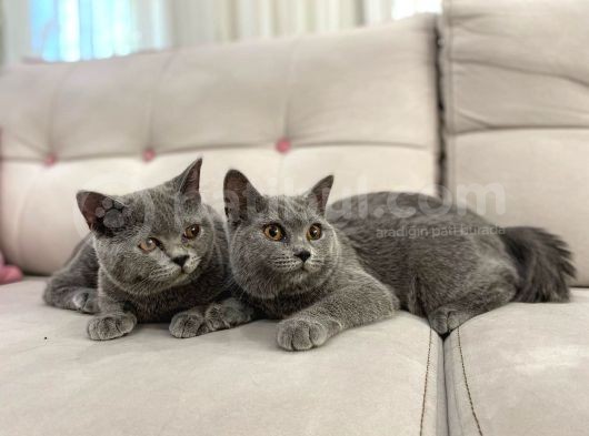 Gri Brtish Shorthair Erkek Yavrular görsel
