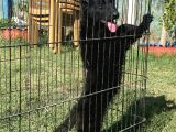 Secereli̇ Si̇yah Alman Çoban Köpeği̇ Yavrularimiz