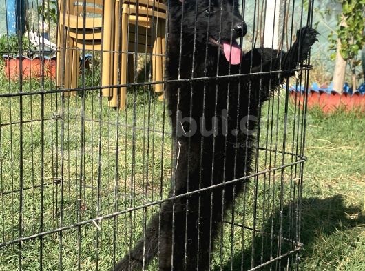 Secereli̇ Si̇yah Alman Çoban Köpeği̇ Yavrularimiz görsel