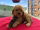 Karamelll.toypoodle ‘In Bebekleri