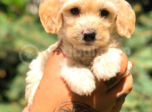 Sütlü Kahveli̇ Malti̇po Teacup görsel