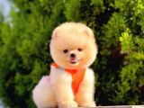 Safkan Teddy Bear Pomeranian Boo Yavrularımız