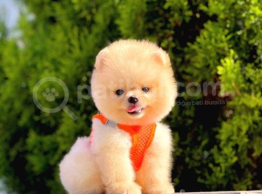 Safkan Teddy Bear Pomeranian Boo Yavrularımız görsel