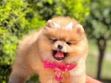 Safkan Teddy Bear Pomeranian Boo Yavrularımız