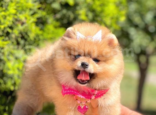 Safkan Teddy Bear Pomeranian Boo Yavrularımız görsel