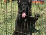 Secereli̇ Si̇yah Alman Çoban Köpeği̇ Yavrularimiz