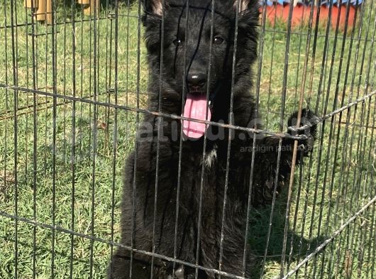 Secereli̇ Si̇yah Alman Çoban Köpeği̇ Yavrularimiz