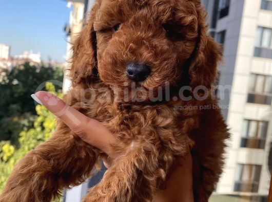 Karamelll.toypoodle ‘In Bebekleri görsel