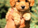 Teacup Malti̇po Red