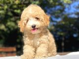 Anti̇alerji̇k Malti̇poo Yavrumuz