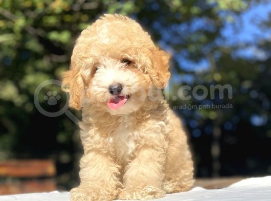 Anti̇alerji̇k Malti̇poo Yavrumuz görsel