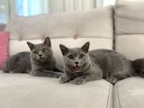 Gri Brtish Shorthair Erkek Yavrular