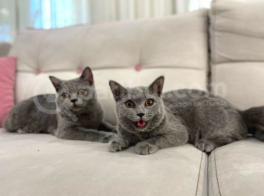 Gri Brtish Shorthair Erkek Yavrular görsel