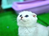 Yok Böyle Güzelli̇kte Si̇lver Scotti̇sh Fold