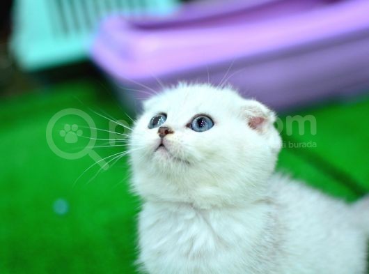 Yok Böyle Güzelli̇kte Si̇lver Scotti̇sh Fold görsel